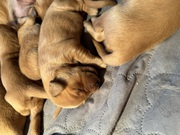 AKC Golden Retriever Puppies