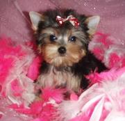 lovely Yorkshire Terrier puppies for good home